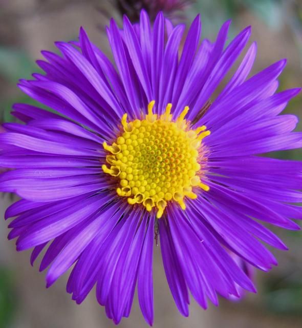 Purple Aster Flower Seeds For Planting | Exotic Elegance Bold Gardens