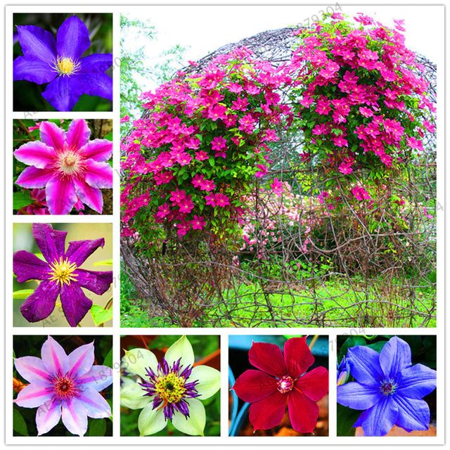 Multi-Colored Clematis Flower seeds for Planting - Low Maintenance, Heirloom & GMO Free Seeds for Home Garden
 
 Sale seeds for planting in home garden