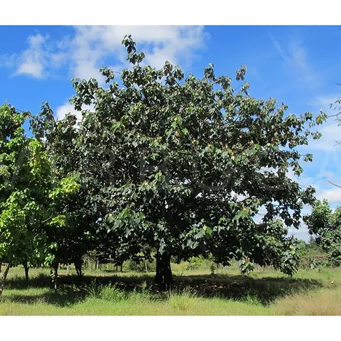 Balsa Tree Seeds For Lightweight Planting