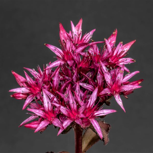 Sedum Voodoo Pink Seeds | Perennial Planting Collection Flower