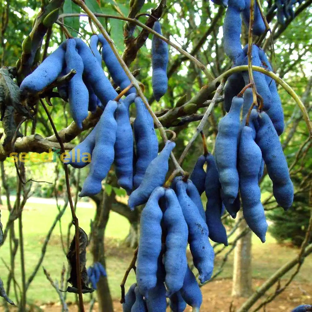 Decaisnea Fargesii Blue Sausage Tree Seeds Close-Up
