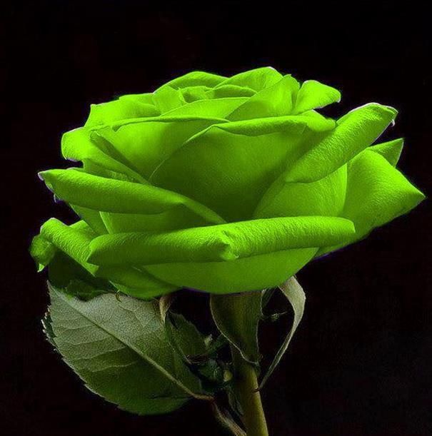Decorative Green Rose Flowers for Landscaping
