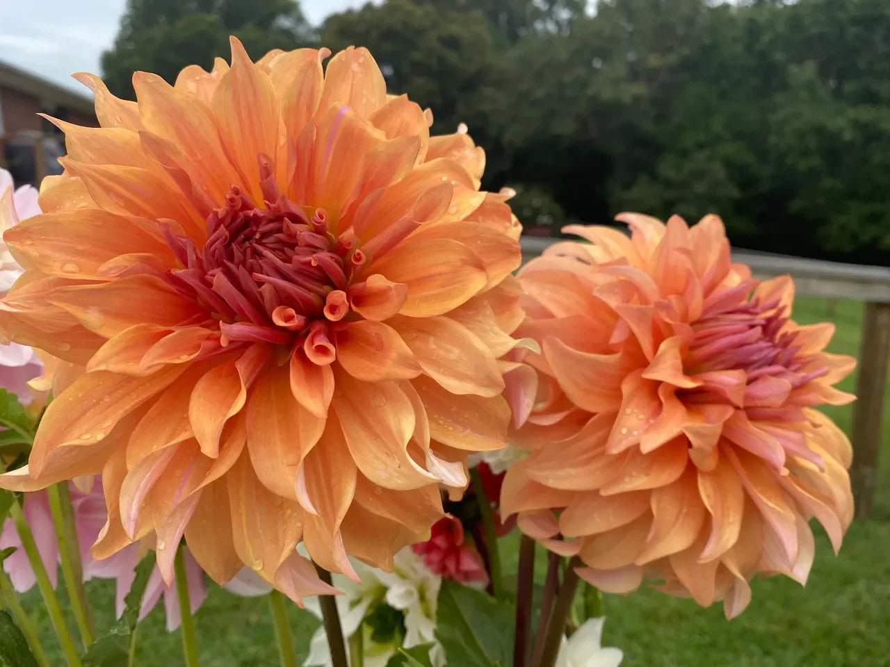 Decorative Light Orange Dahlia Flowers for Garden Displays