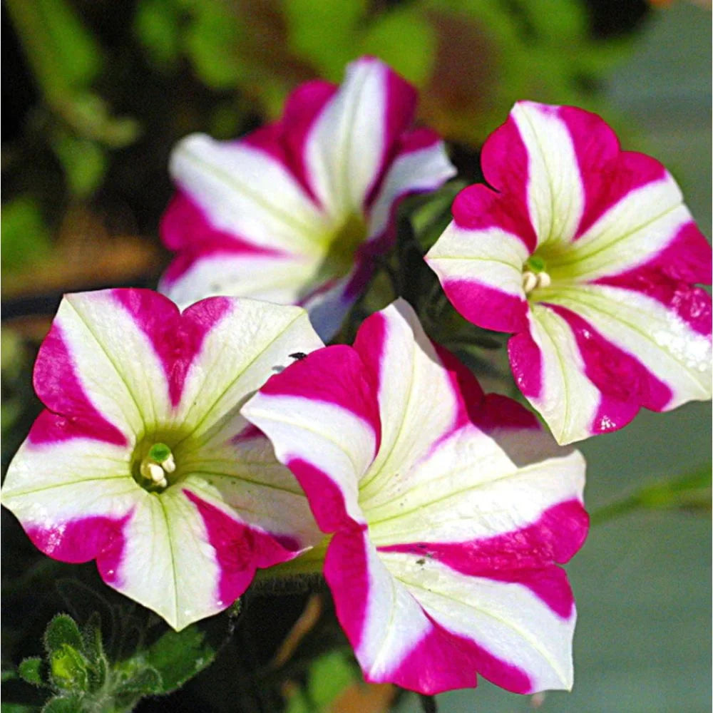 Decorative Petunia Floral Display with Pink and White Shades