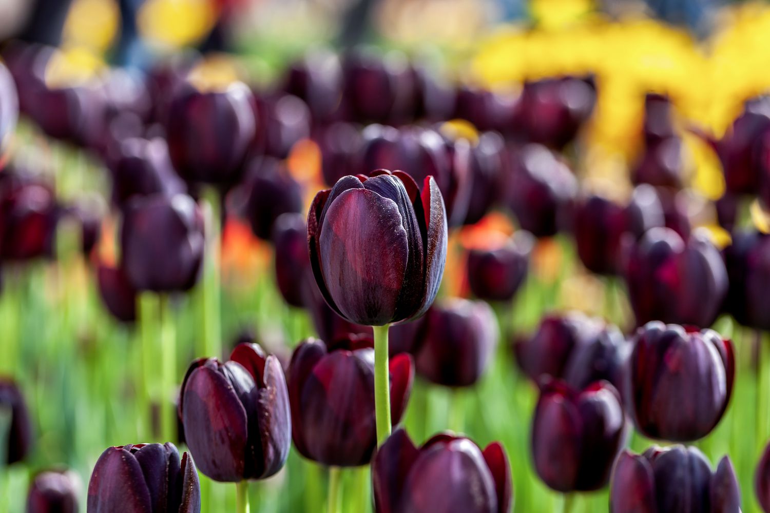 Deep Black Tulip Flowers in Full Bloom