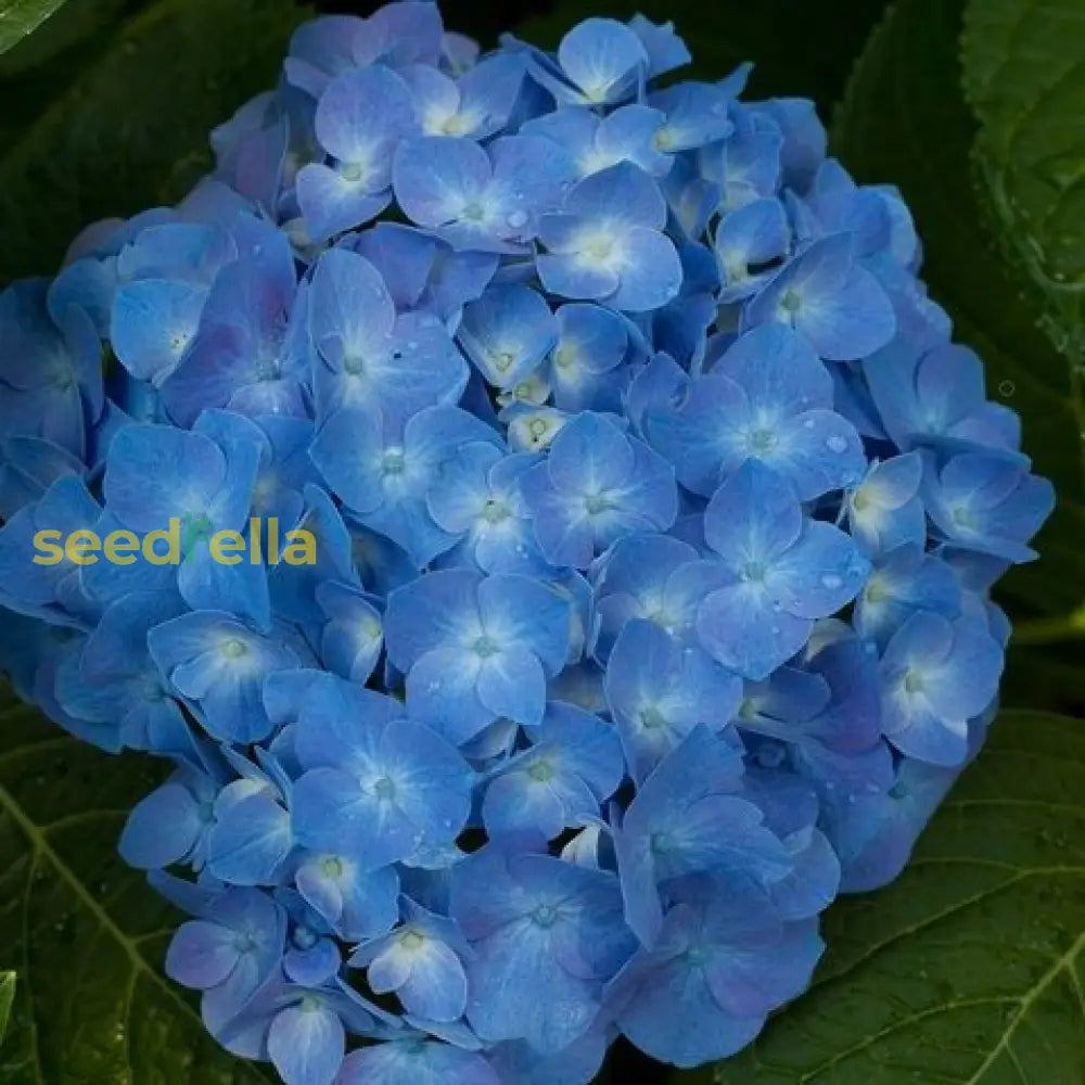 Deep Blue Geranium Flower Seeds For Bright Planting