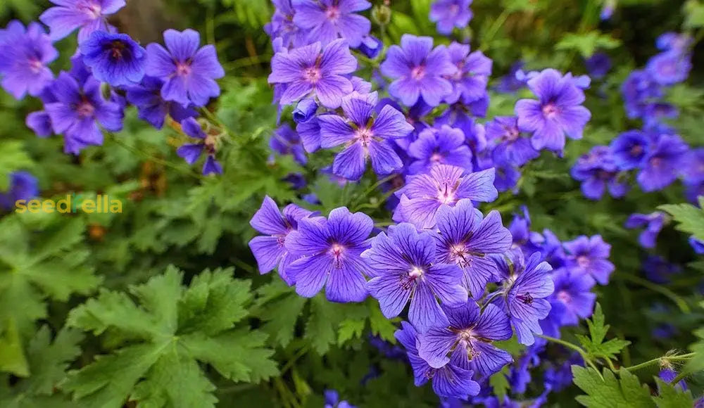 Deep Blue Geranium Flower Seeds: Planting Guide And Tips