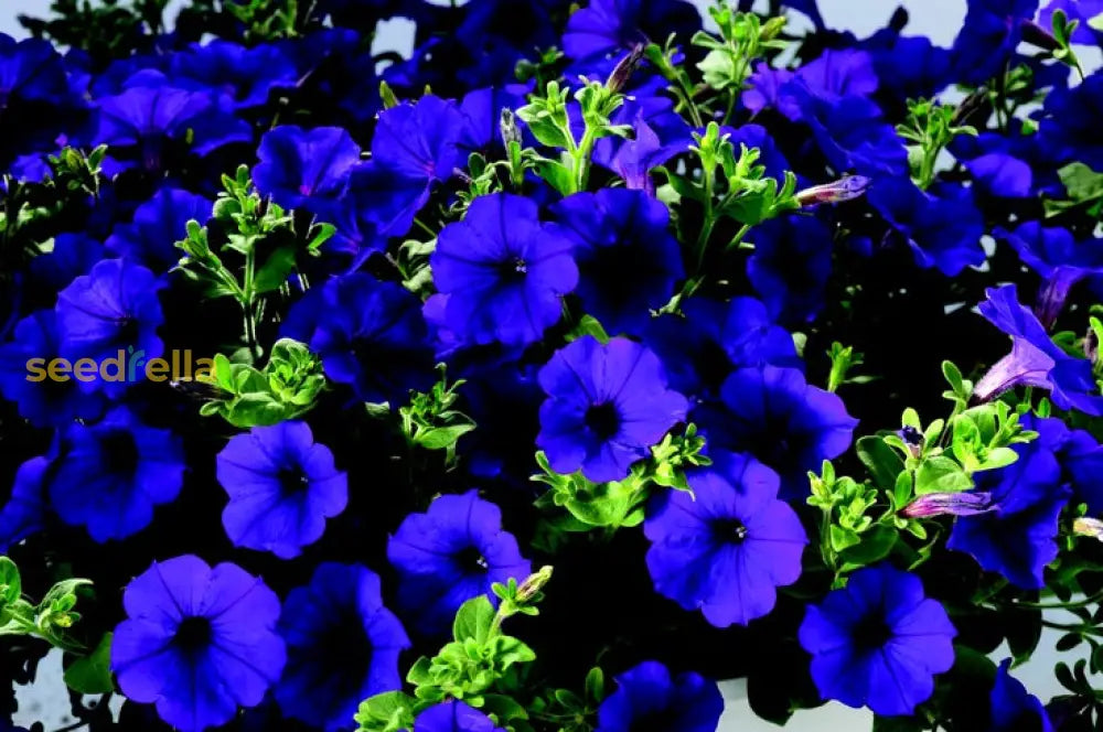 Deep Blue Petunia Seeds For Easy Planting