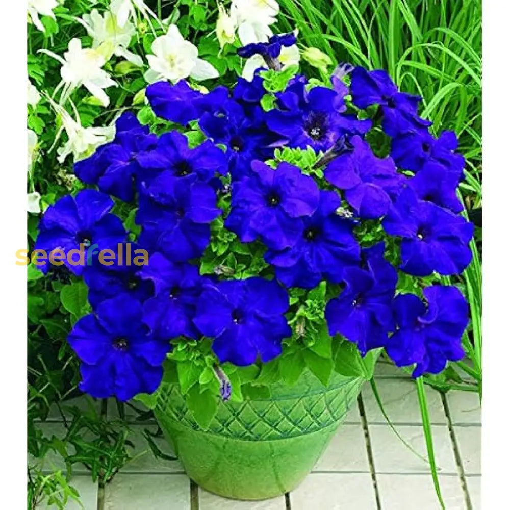 Deep Blue Petunia Seeds For Easy Planting