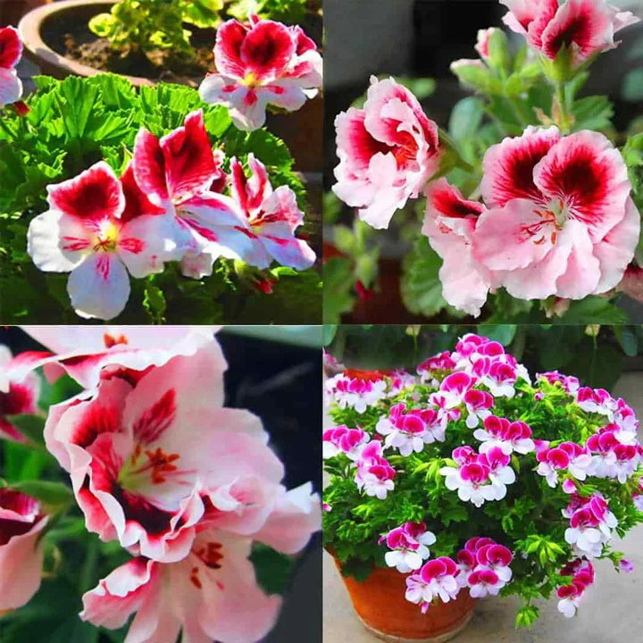 Deep Blue Univalve Geranium Flower Seeds for Planting