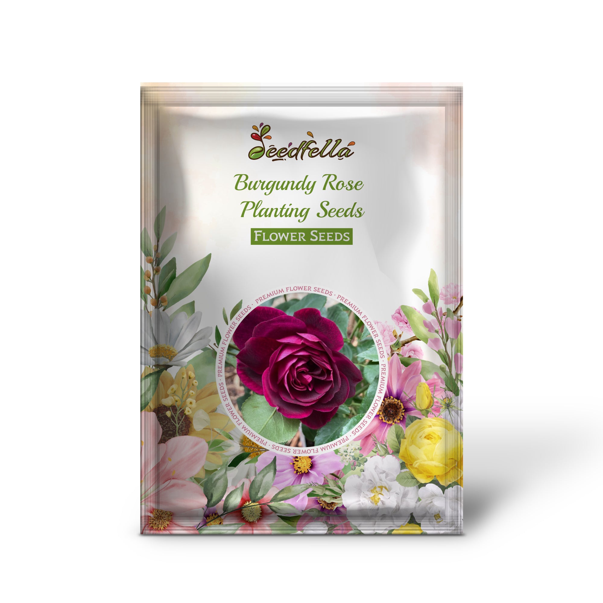 Deep Burgundy Rose Blooms in Garden