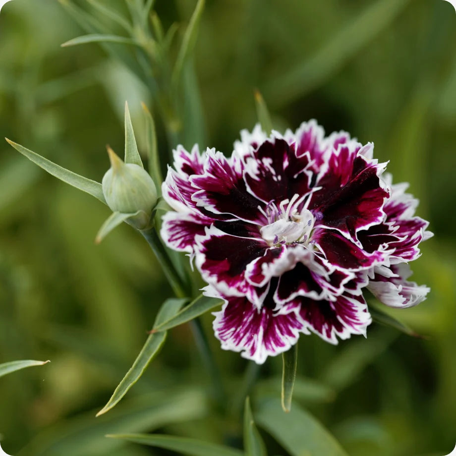 Deep Colored Carnation Blooms in Garden