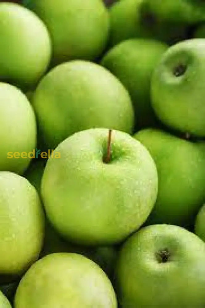 Deep Green Apple Fruit Seeds For Planting