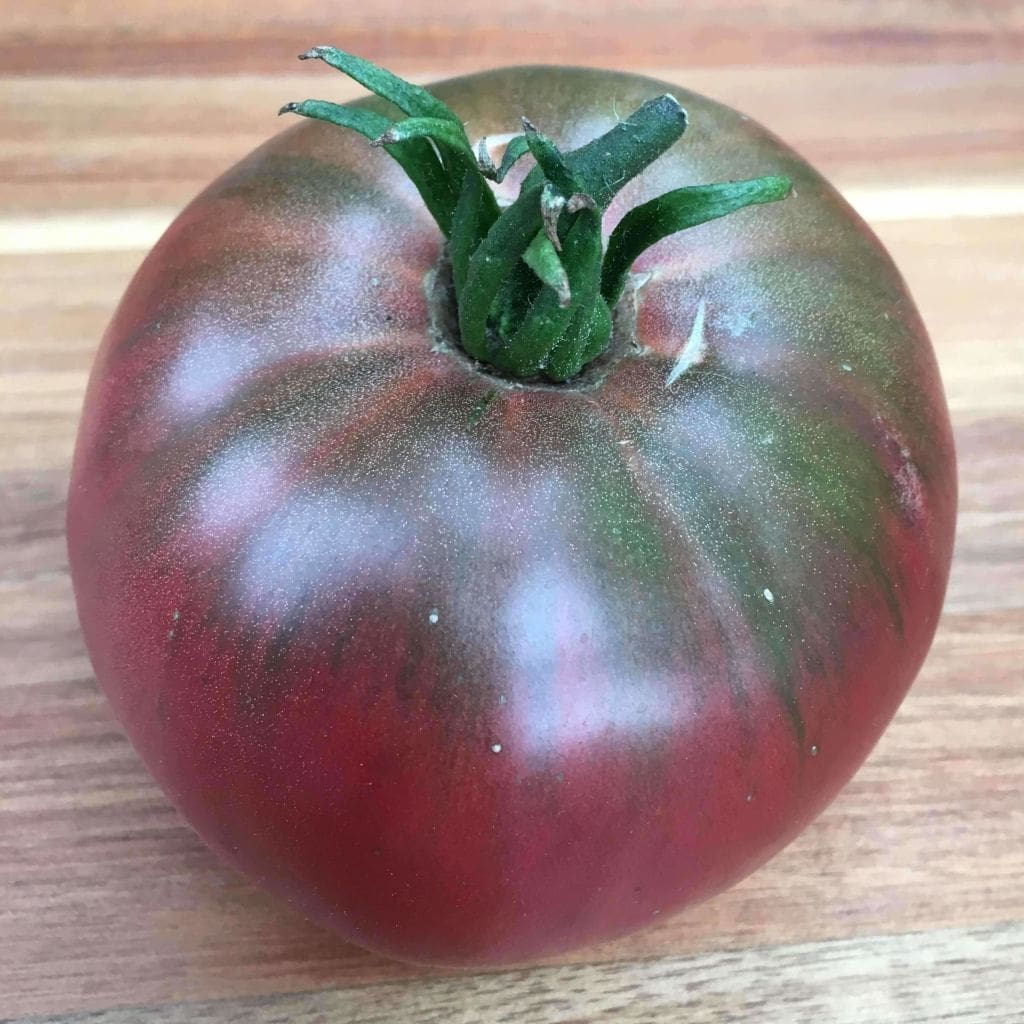 Deep maroon tomato variety growing