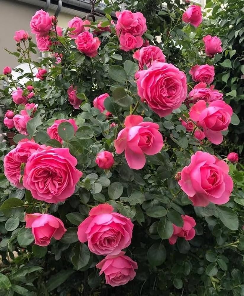 Deep Pink Climbing Rose Seeds for Planting