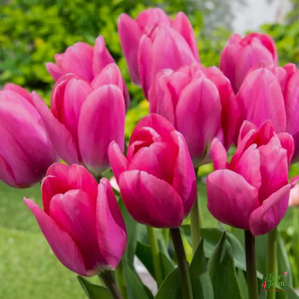 Deep Pink Tulip Seeds for Planting