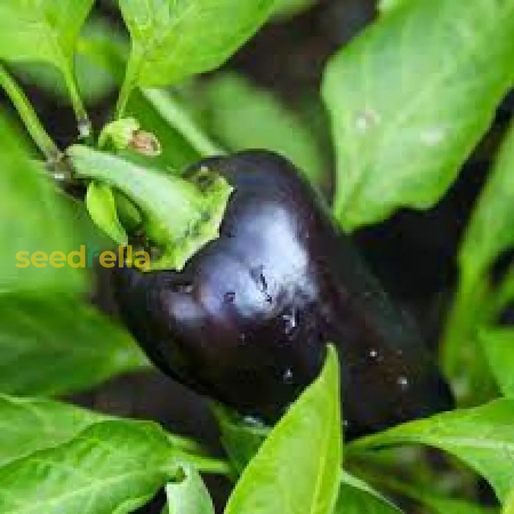 Deep Purple Bell Pepper Seeds For Planting Vegetable Seeds