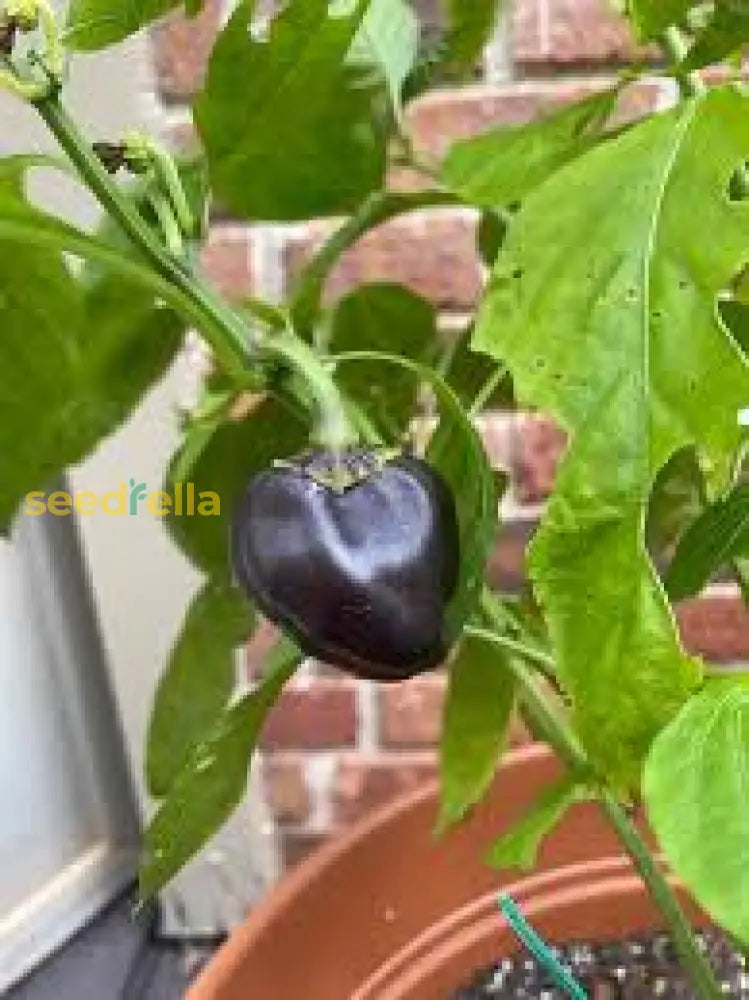 Deep Purple Bell Pepper Seeds For Planting Vegetable Seeds