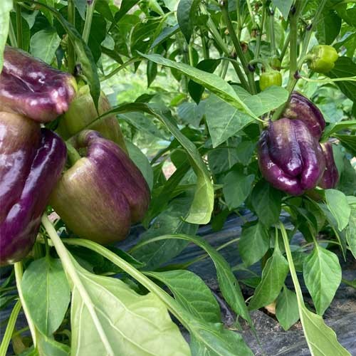 Bell pepper plants from Deep Purple pepper seeds in garden