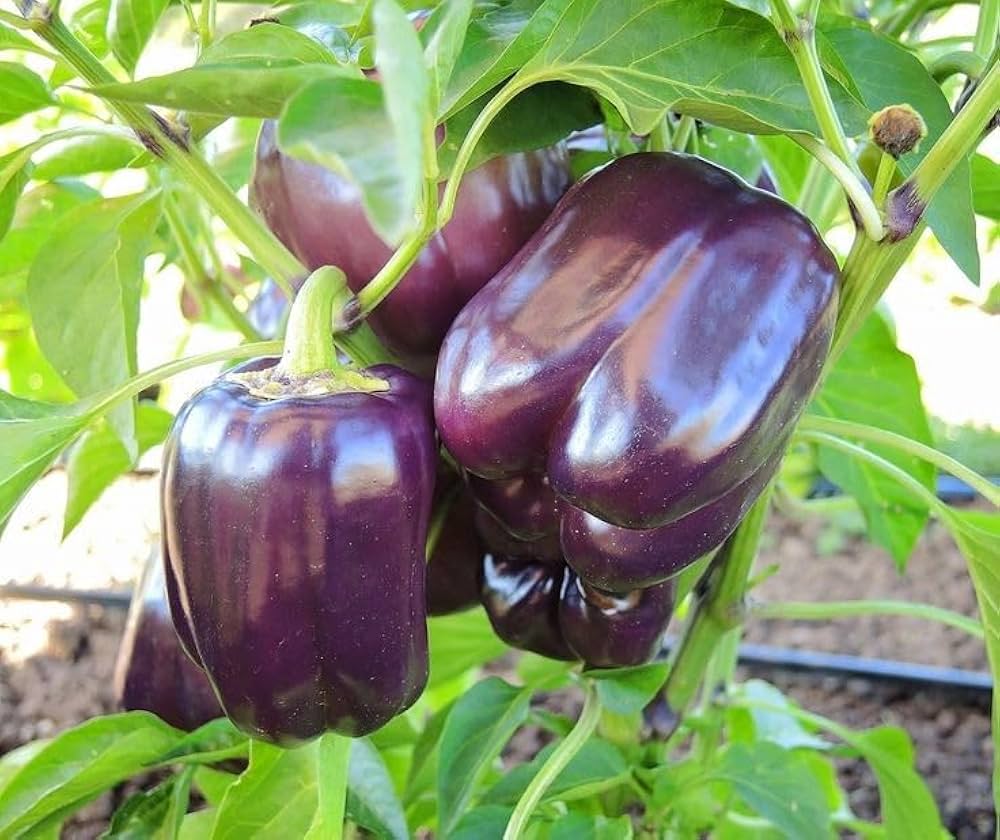 Deep Purple bell pepper seeds for planting high yield variety
