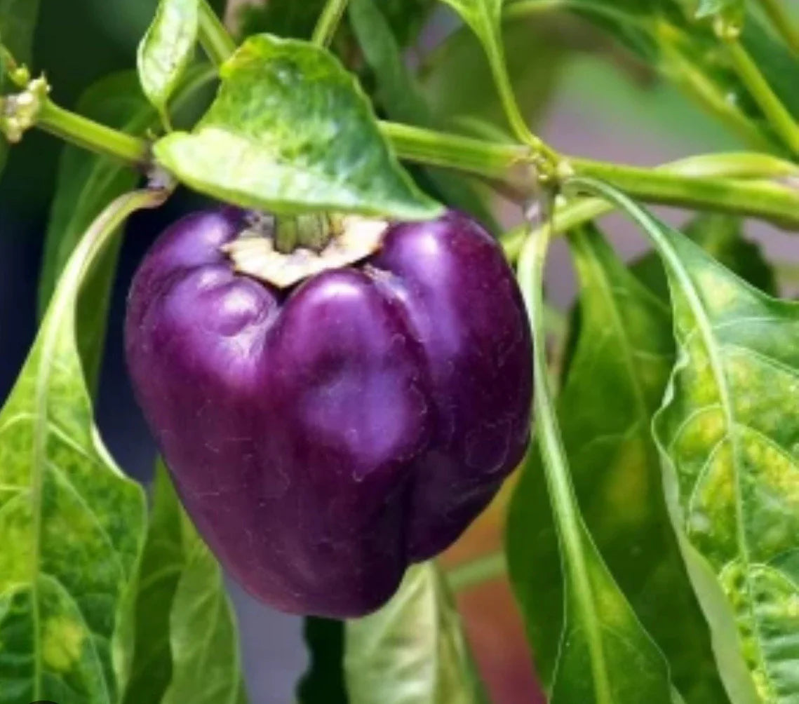 Deep Purple bell pepper plant grown from seeds