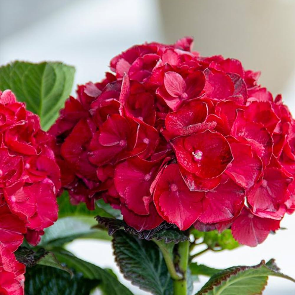 Deep Red Hydrangea Flower Seeds for Planting
