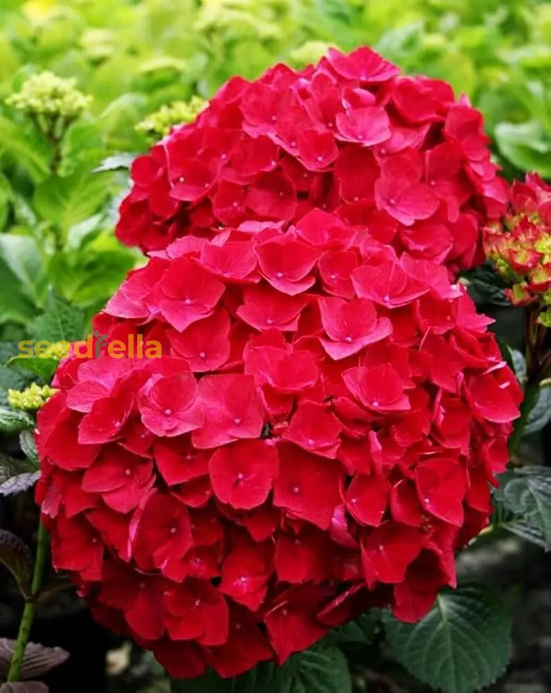 Deep Red Hydrangea Seeds For Easy Planting