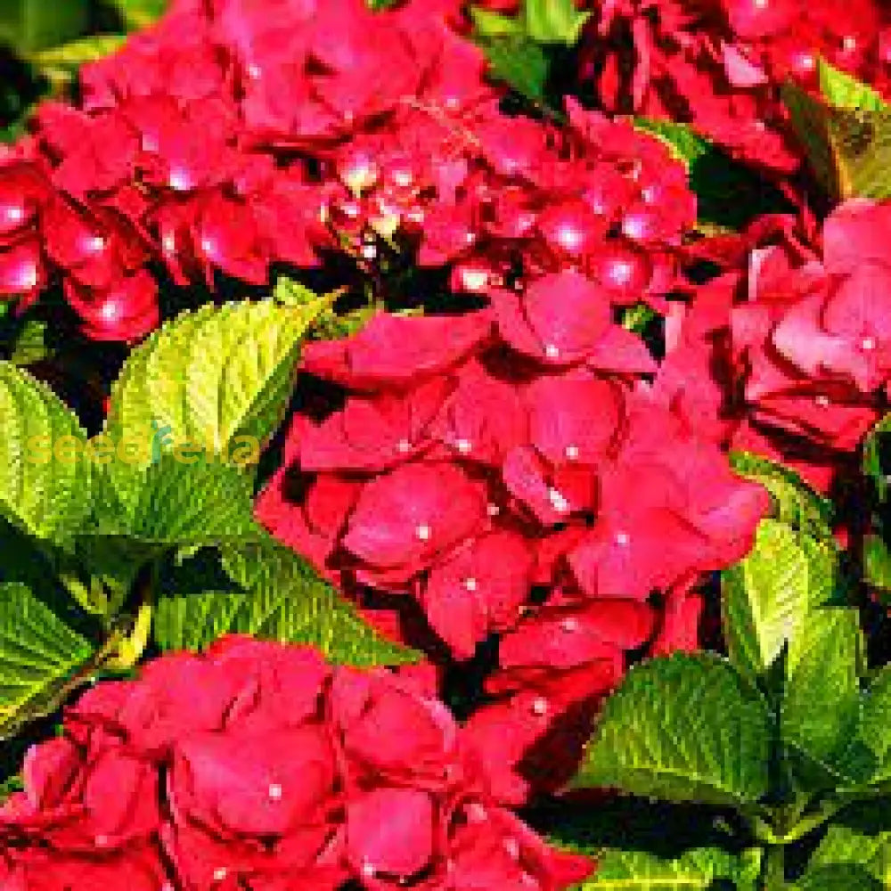 Deep Red Hydrangea Seeds For Easy Planting