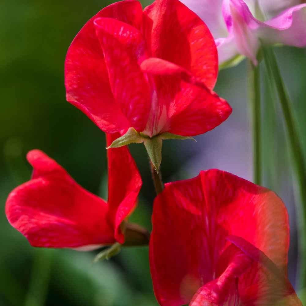 Deep Red Sweet Pea Flower Seeds for Planting