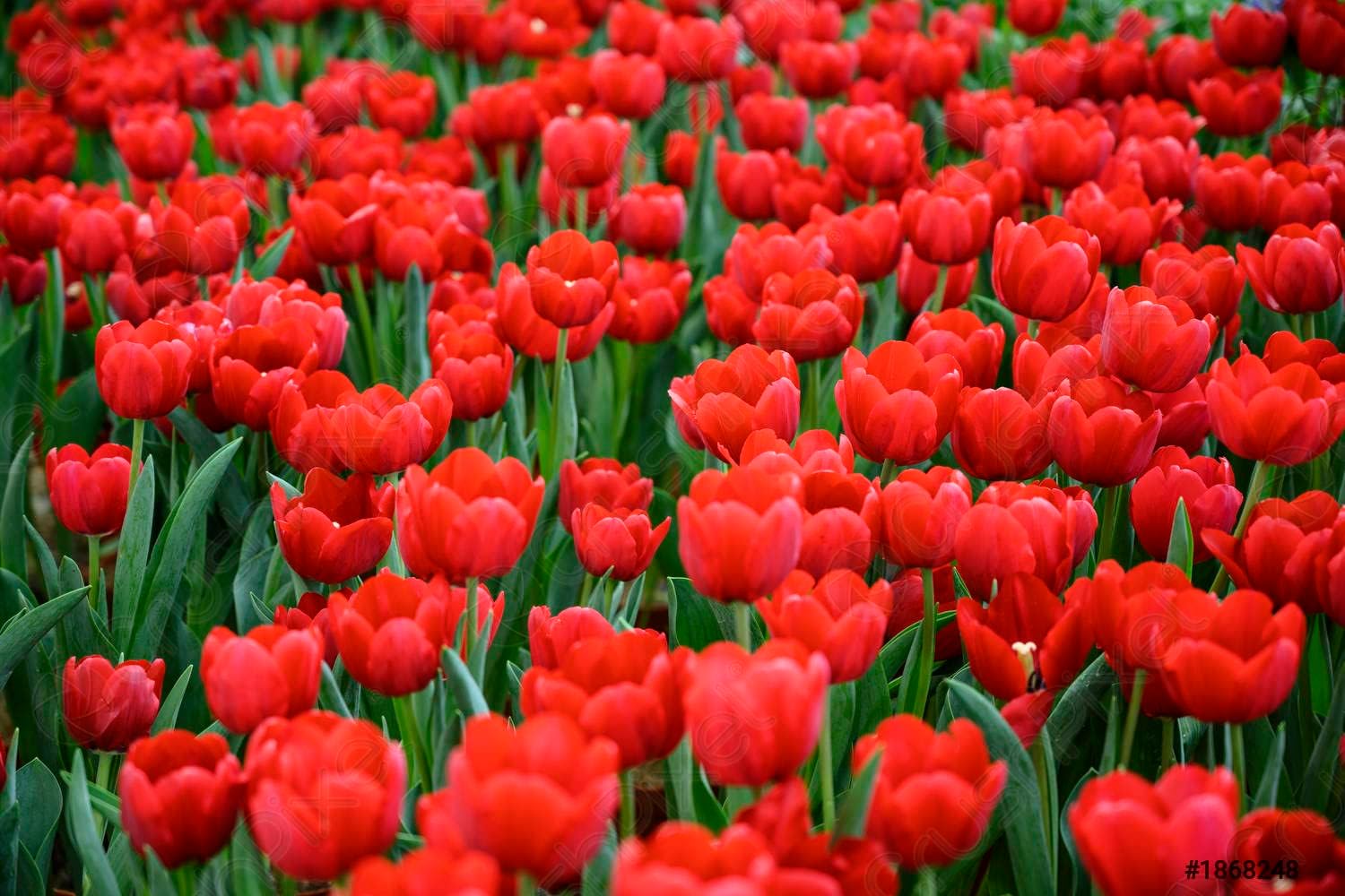 Deep Red Tulip Flower Seeds for Planting