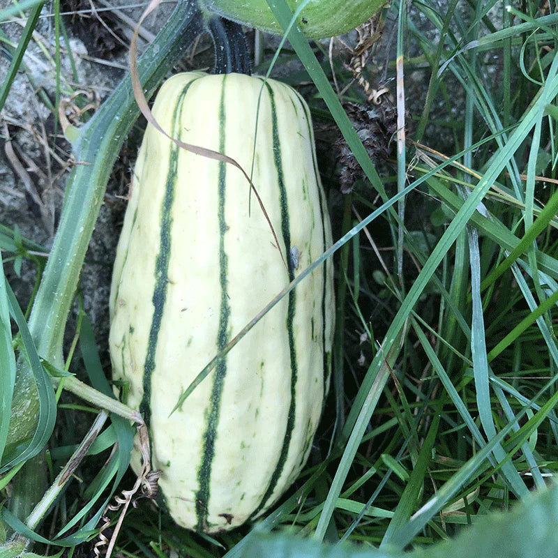 Young Green Bush Delicata seedlings ready for transplant