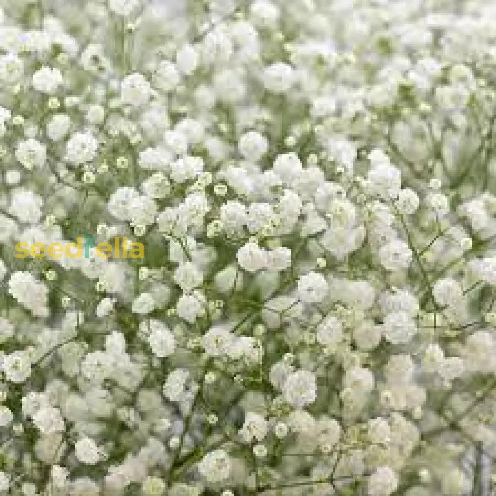 Delicate Baby’s Breath Flower Seeds For Planting