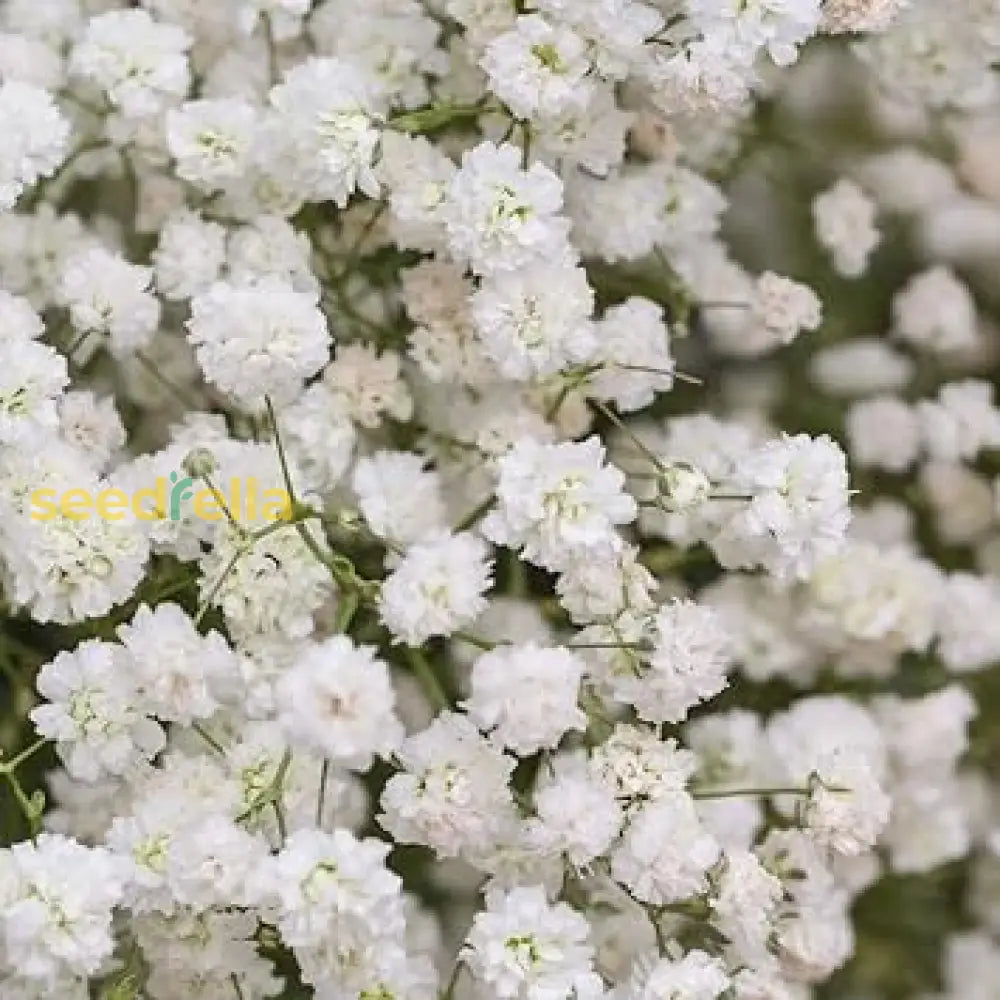 Delicate Baby’s Breath Flower Seeds For Planting