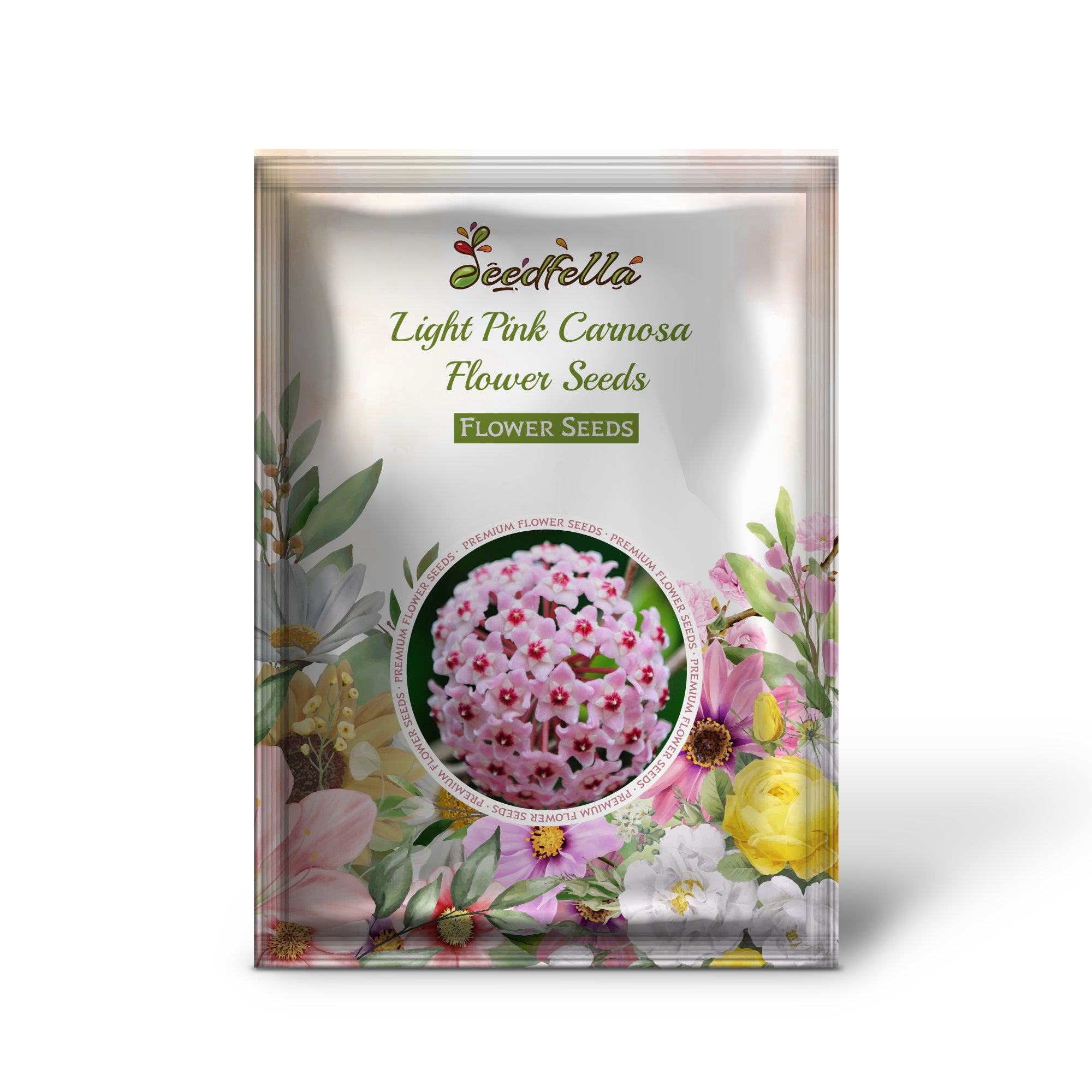 Delicate Light Pink Carnosa Blooms