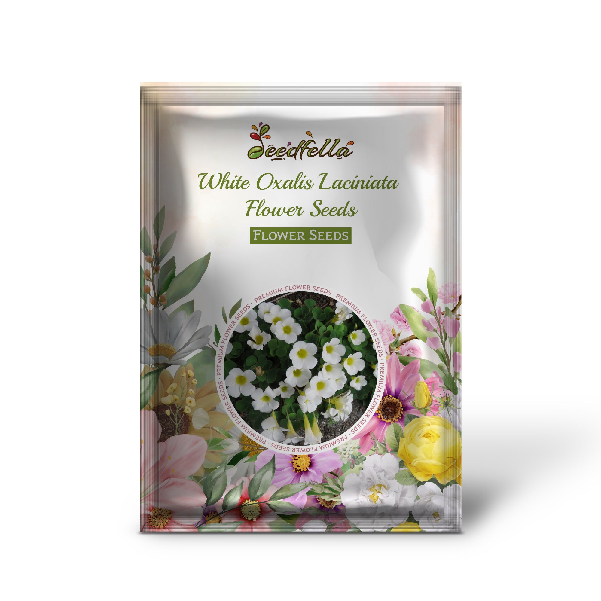 Delicate White Oxalis Laciniata Flowers in Garden