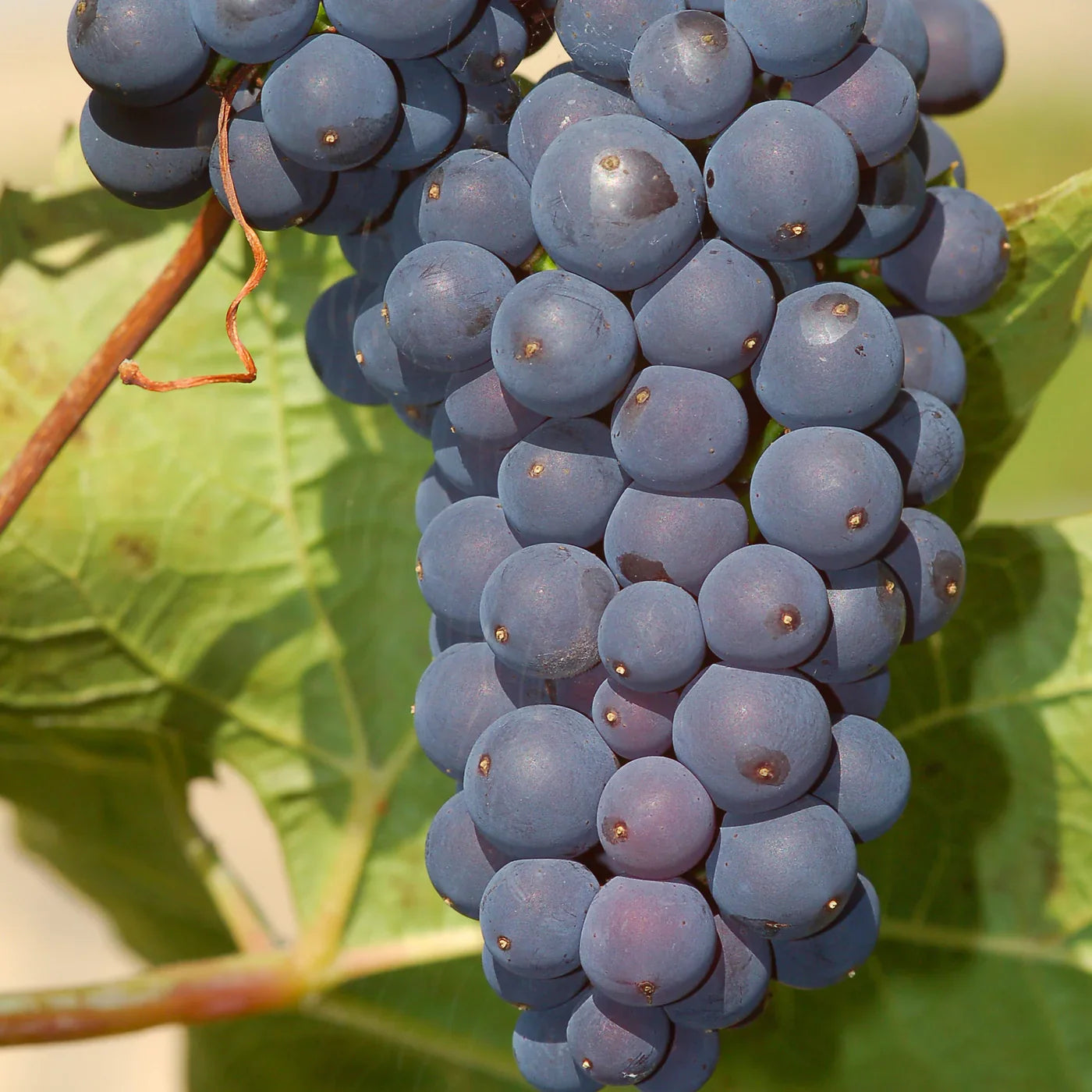 Delicious Blue Grape Seeds for Fresh Fruit Harvest