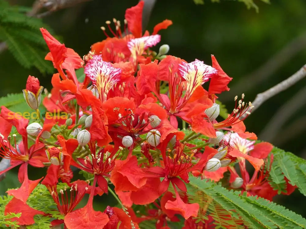 Delonix Regia B6 Royal Poinciana Flamboyant Flame Tree Gulmohar Best Selling