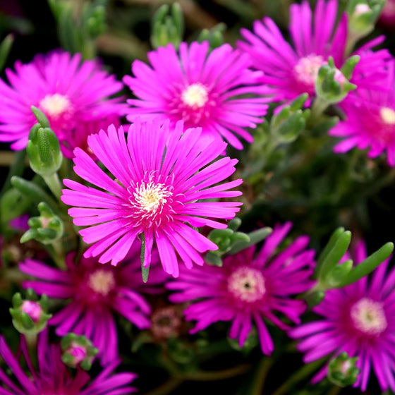 Delosperma Flower seeds for Planting Vibrant Colors Heirloom & GMO Free Seeds for Home Garden 
 
 Sale for planting in home garden