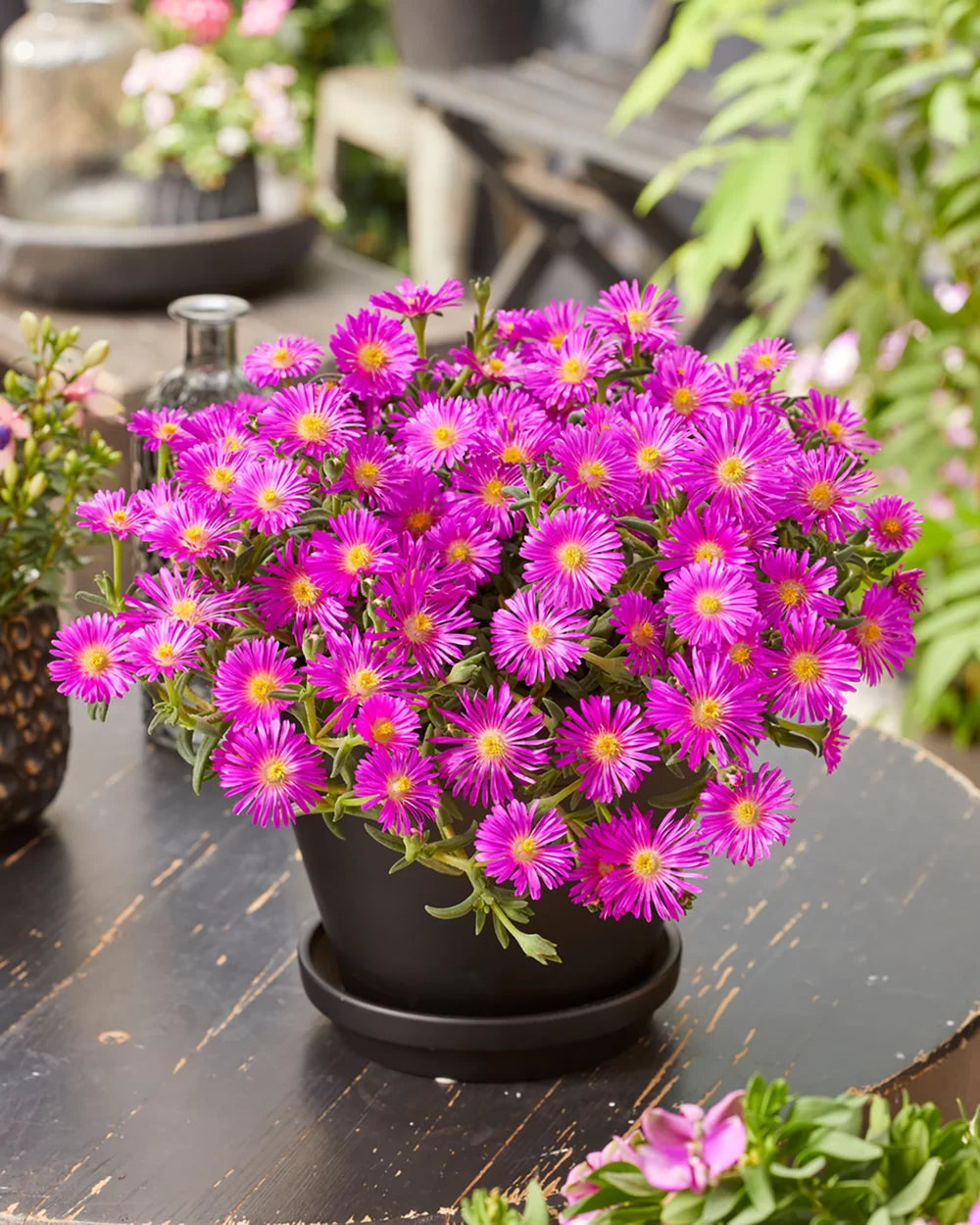 Violet Delosperma flowers brightening garden landscapes