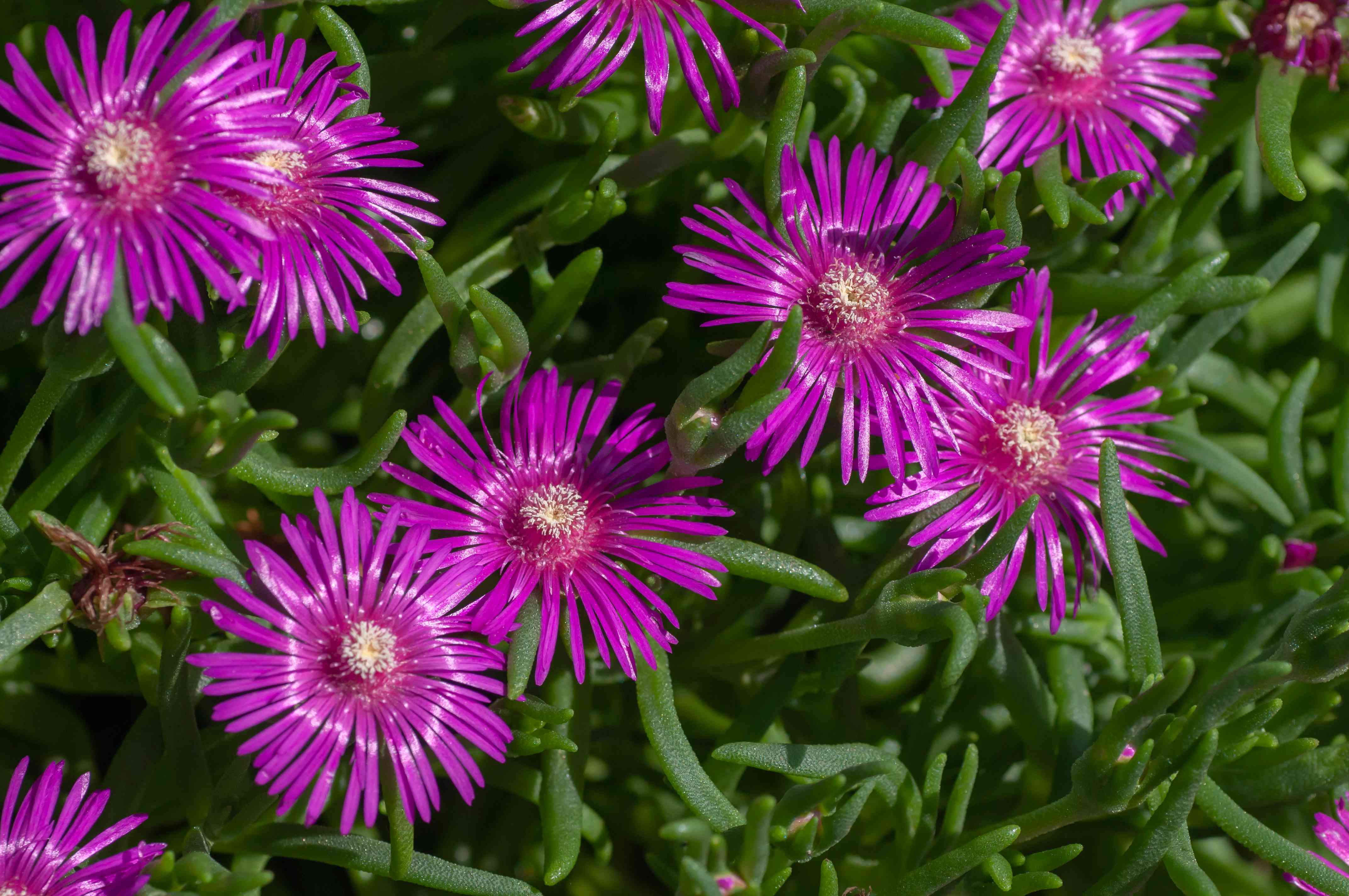 Violet Delosperma flowers in a rock garden setting