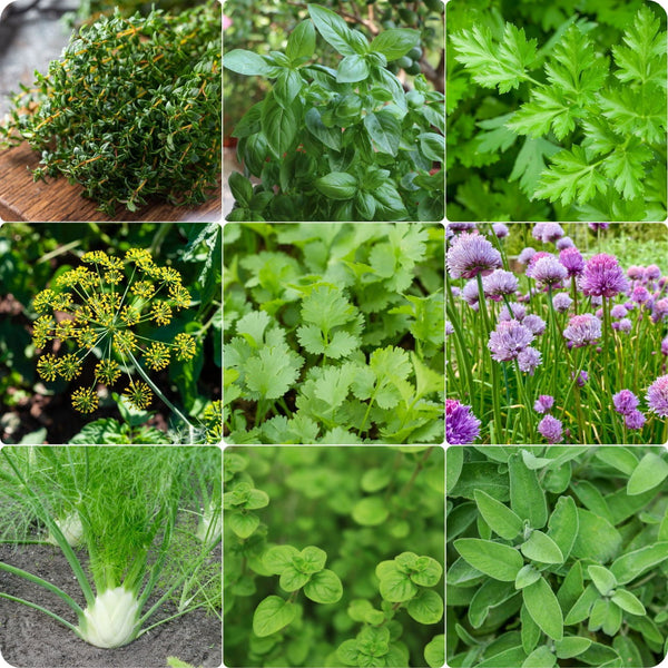 Deluxe herb garden seeds mix with Basil, Thyme, Rosemary, Oregano, Dill, Chives, and Sage