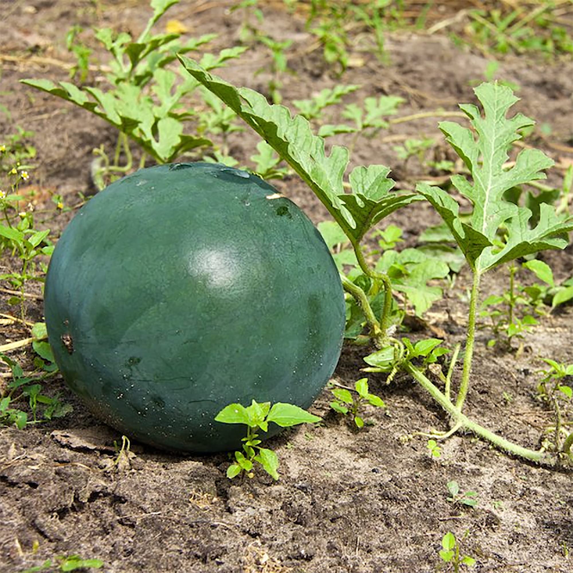 Densuke Watermelon with dark skin and ripe fruit