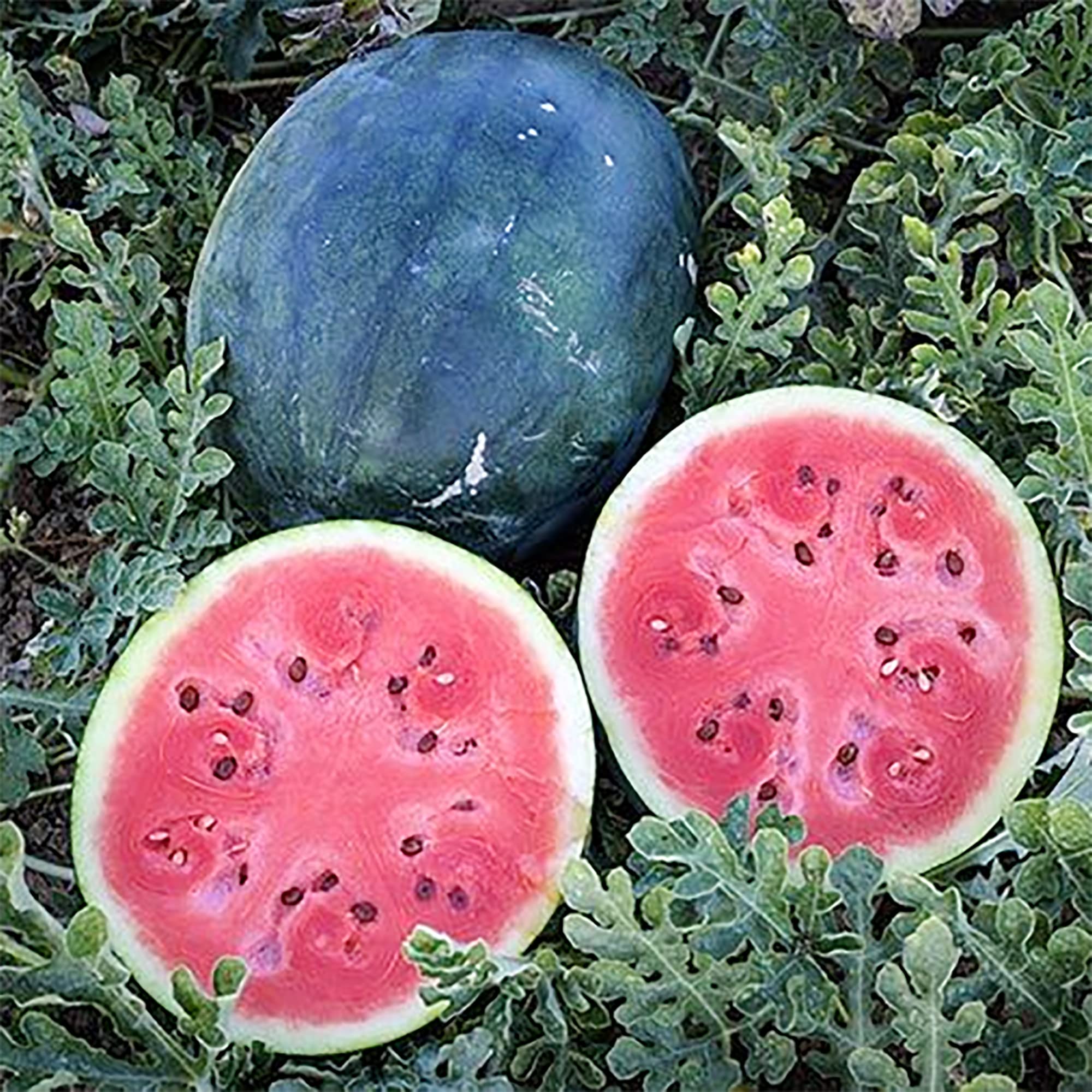 Densuke Watermelon seeds for planting Citrullus lanatus