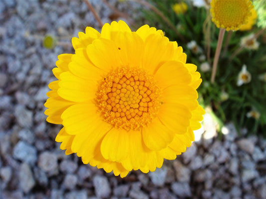 Desert Marigold seeds with yellow blooming wildflowers