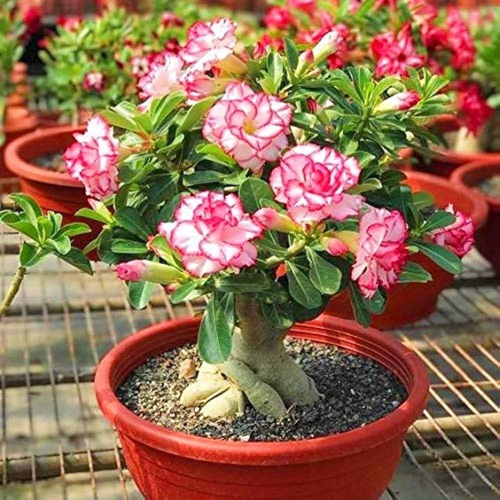 Mixed-color Desert Rose flowers in bloom