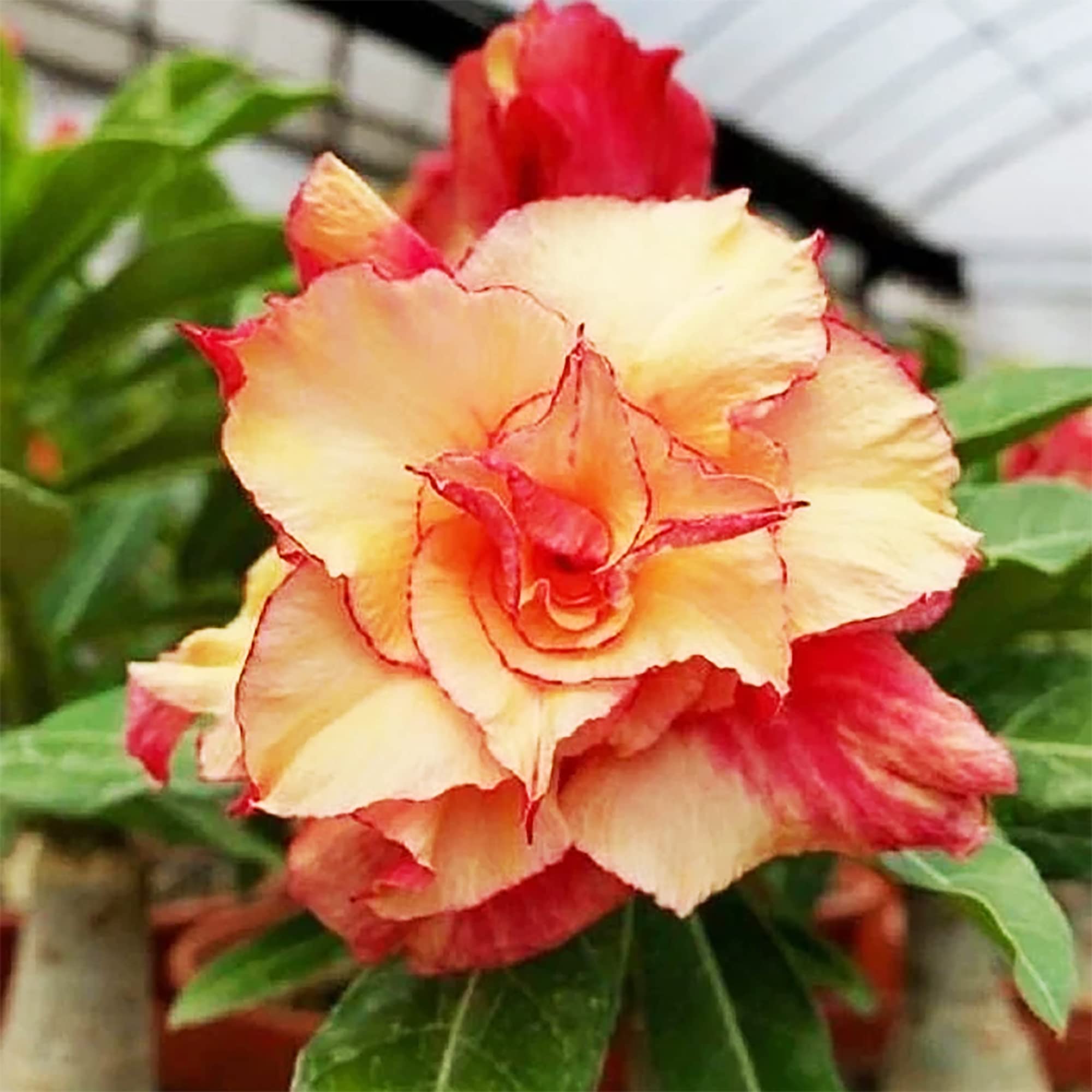 Desert Rose Orange Flower Seeds