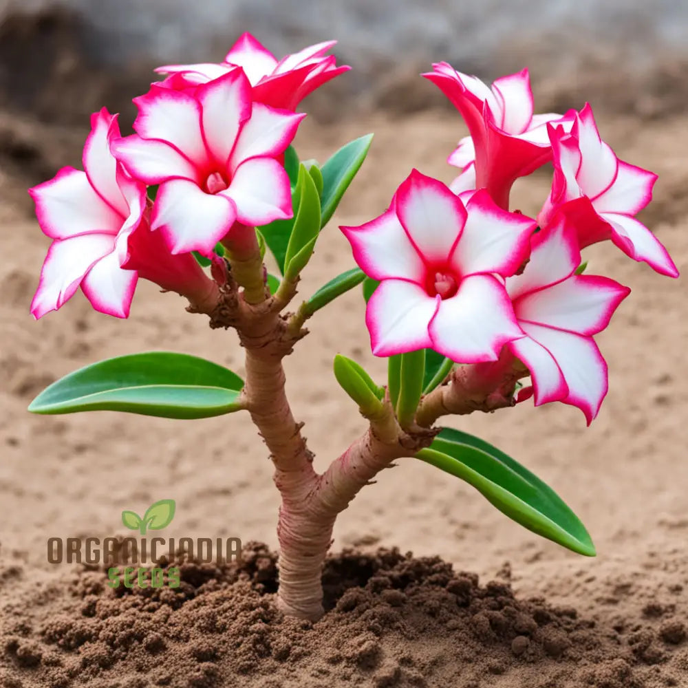 Desert Rose Pink White Flower Seeds