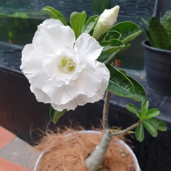 Desert Rose White Adenium Growing Outdoors