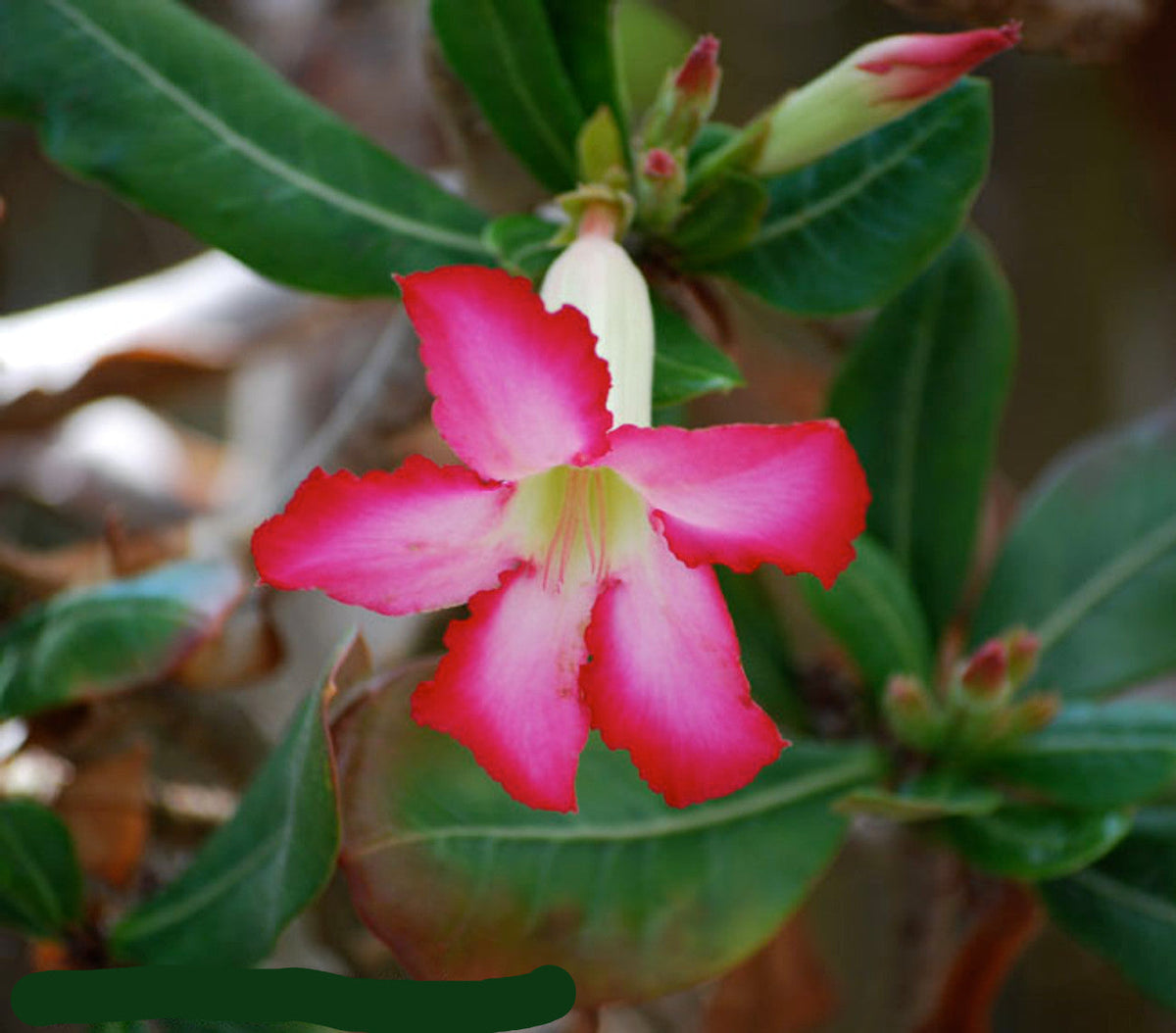 White (White Pink) seeds for planting in home garden