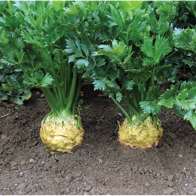 Developing celeriac root beneath green foliage
